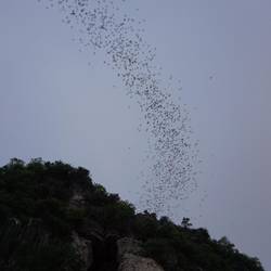 Les chauve-souris se réveillent.