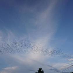 Une envolée de chauve-souris sur le chemin du retour.