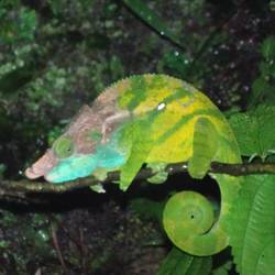 O'Shaughnessy's Chameleon 