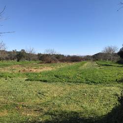 morgens bei der Hunderunde