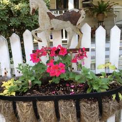 Garden gates are all different, whimsical and out of the ordinary.