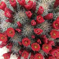 Claret cup cactus