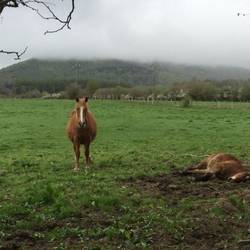 Love the horses...and the one laying down is asleep..but very much alive.