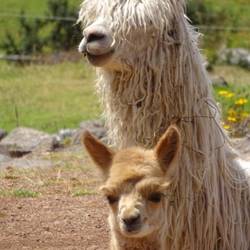Alpaca family