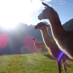 Llamas in early morning sun