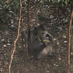 Monkey!
