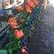 Stunning tulips