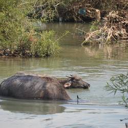 Les buffalos des rivières, d'impressionnants nageurs / plongeurs.