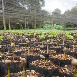 La future génération de la plantation.