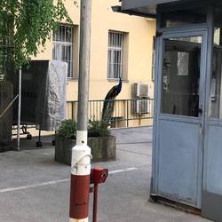 Ein Pfau im Hinterhof 😳