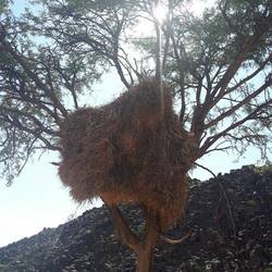 Unsere Webervögel Communitie. Um sieben wurde es laut.