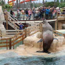 Seeelephant singt Sabine an