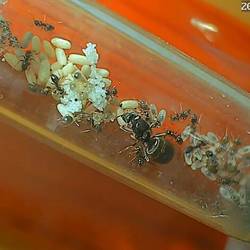 Nest in voller Breite