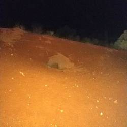 Wombat den :)