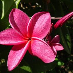 Frangipani Blüte