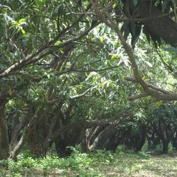 Mangobäume überall