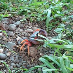 Eine der zahlreichen Krabben