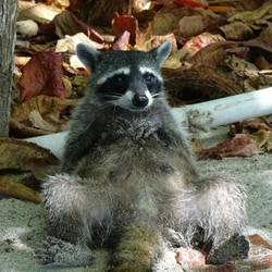 Waschbär beim Bauchkraulen