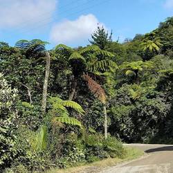 Lots of manferns in this area