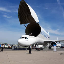 Beluga