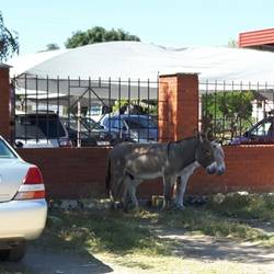 Parkplatz für Esel und Auto
