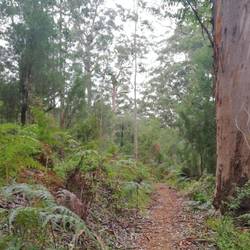 Pemberton Karri Forest