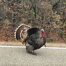 Mesa Verde descendant of Anasazi domesticated turkey