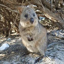 Quokka