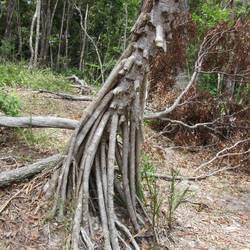 Native tree with air roots