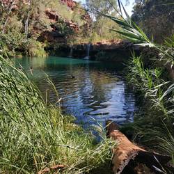 Fern Pool