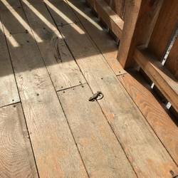 unsere Hausechse 😁