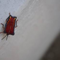 Après la bien drôle de bibitte, une bien cute de bibitte!