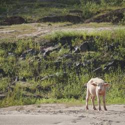 Petit buffalo rose le long du fleuve.