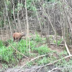 Capybara