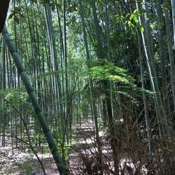 Bamboo forest