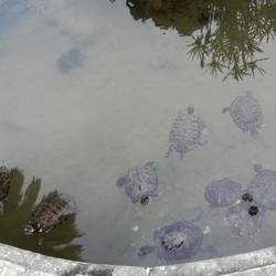 Wasserschildkröten im Park von Villa Durazzo (S. Margharita)