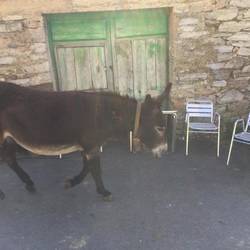 Donkey!