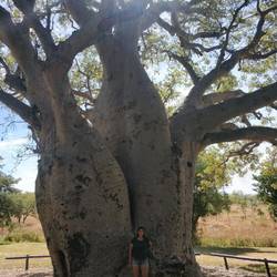 Biggest Baobab in captivity