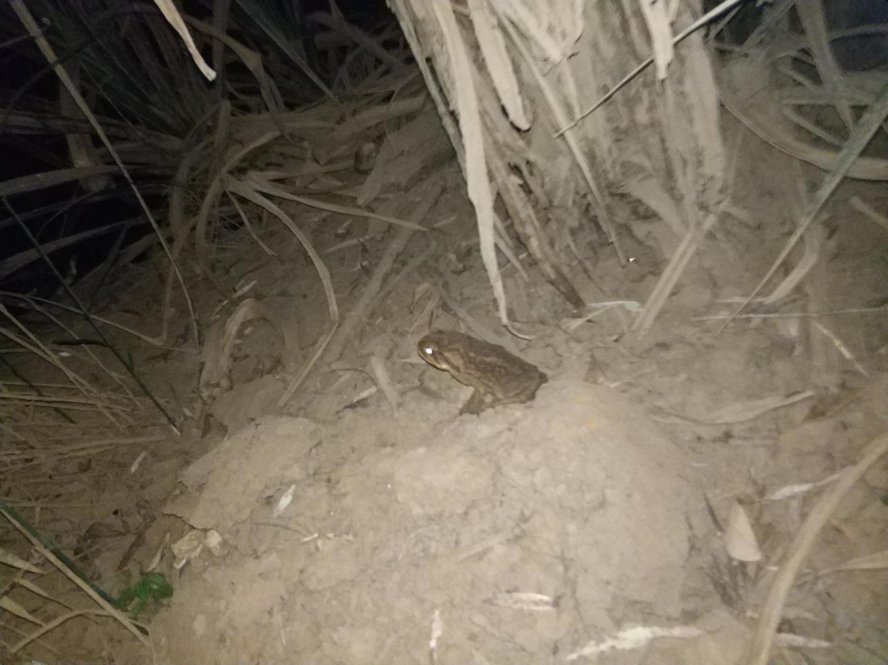 A nightly visitor at the hot springs