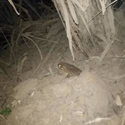 A nightly visitor at the hot springs