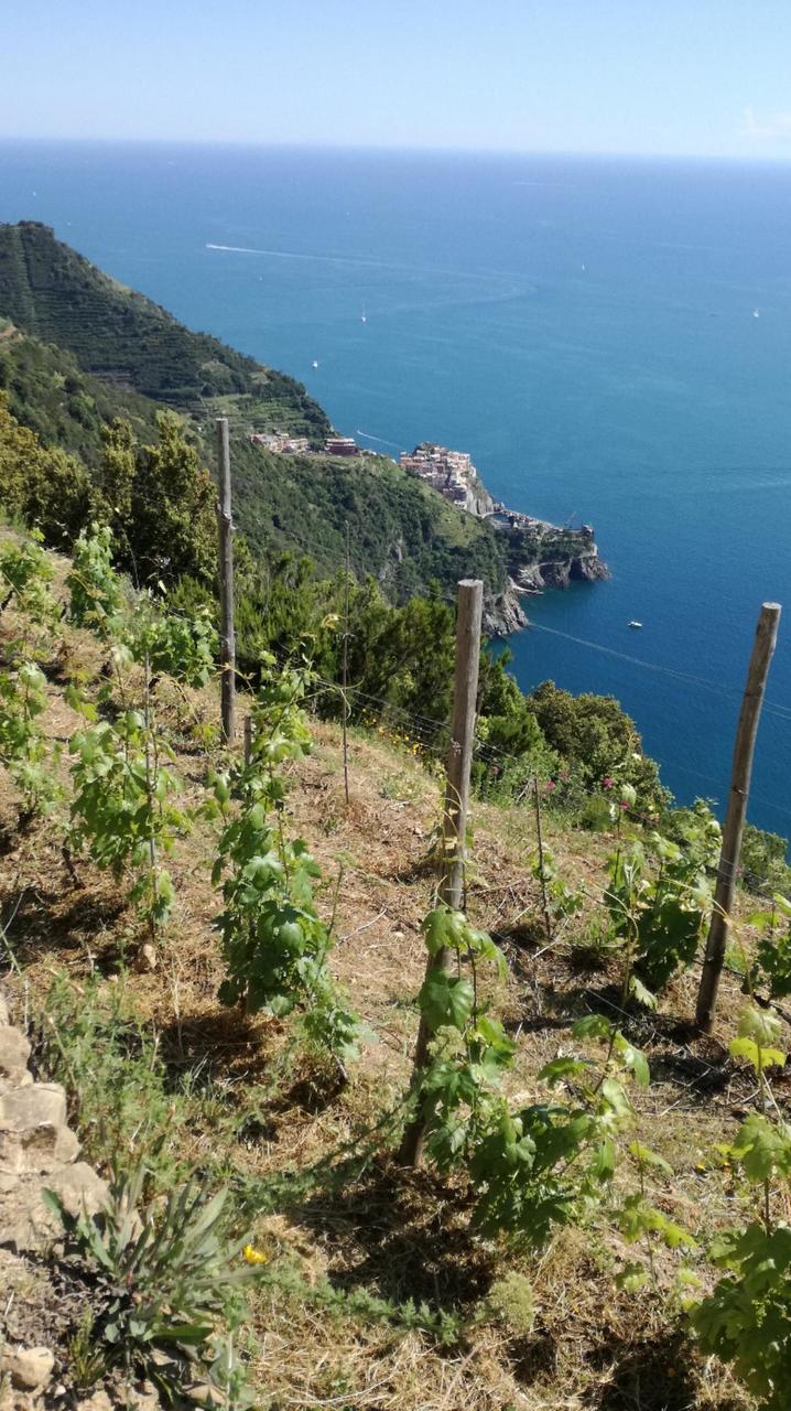 Manarola