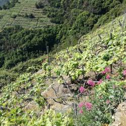 Weinreben als Hauptpflanzen