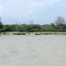 Pferde auf der anderen Flussseite