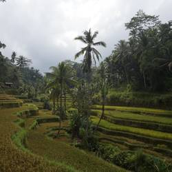 Tegalalang