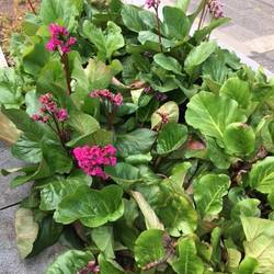 Bergenia at train station