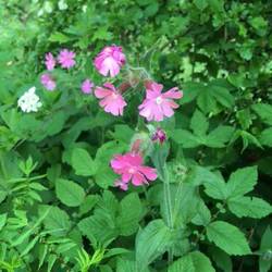 Red campion