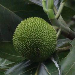 Breadfruit