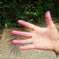 Die rote Blätter färben