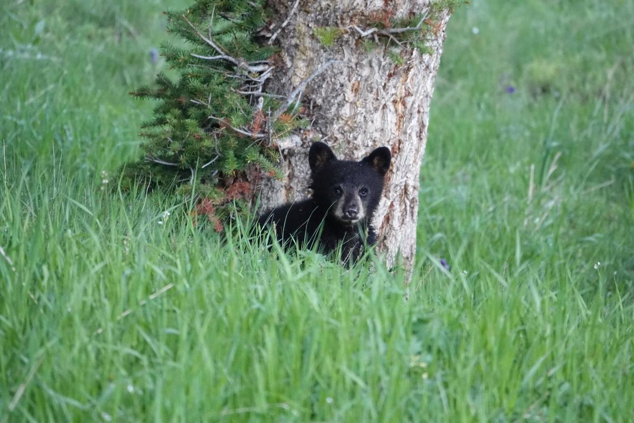 Baby black bear
