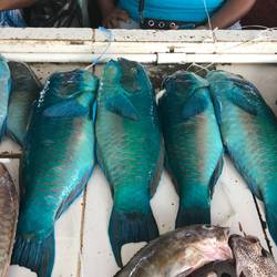 Parrot fish in the Market
